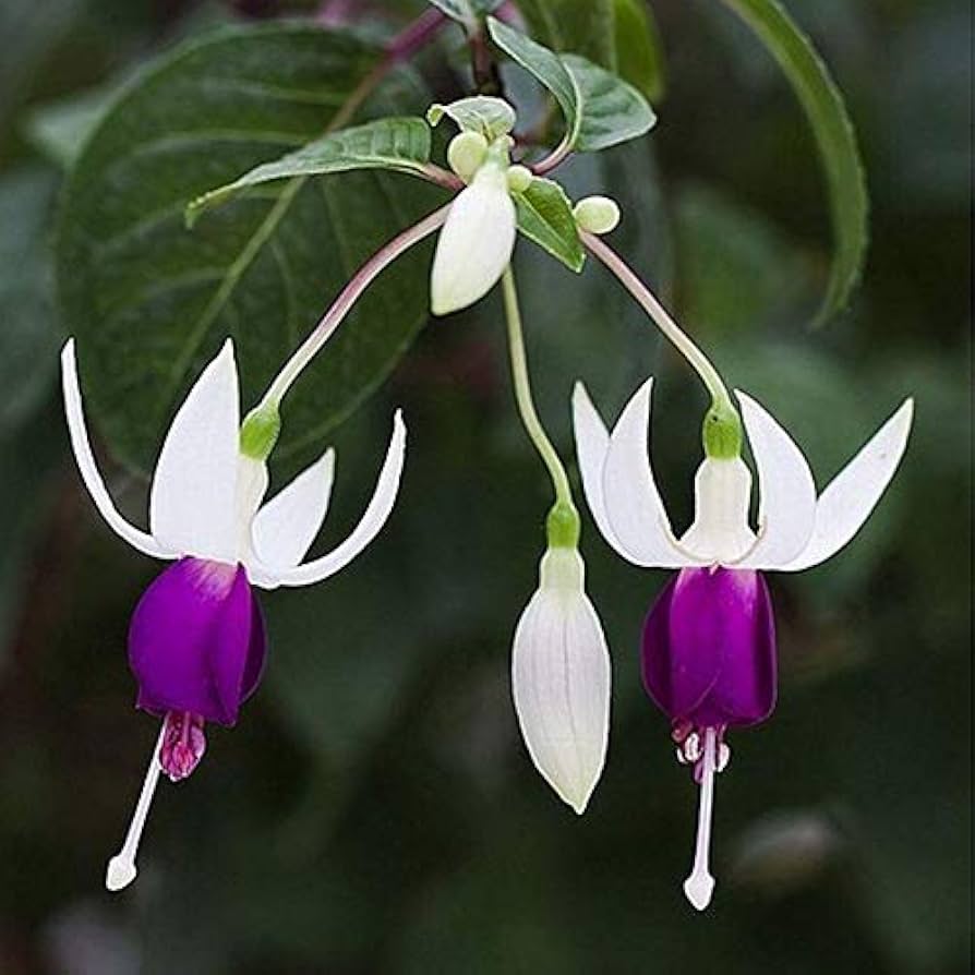 Fuchsia Flower Seeds for Planting Light Green Blue 100 pcs