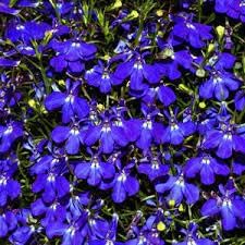 Flower Seeds, Seeds for Planting, Plant Seeds