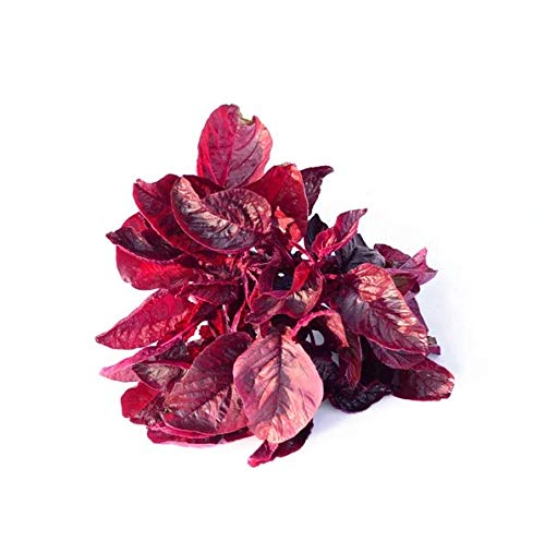 Amaranth Red Leaf Seeds for Planting – Heirloom, Fast-Growing, High-Yield Greens