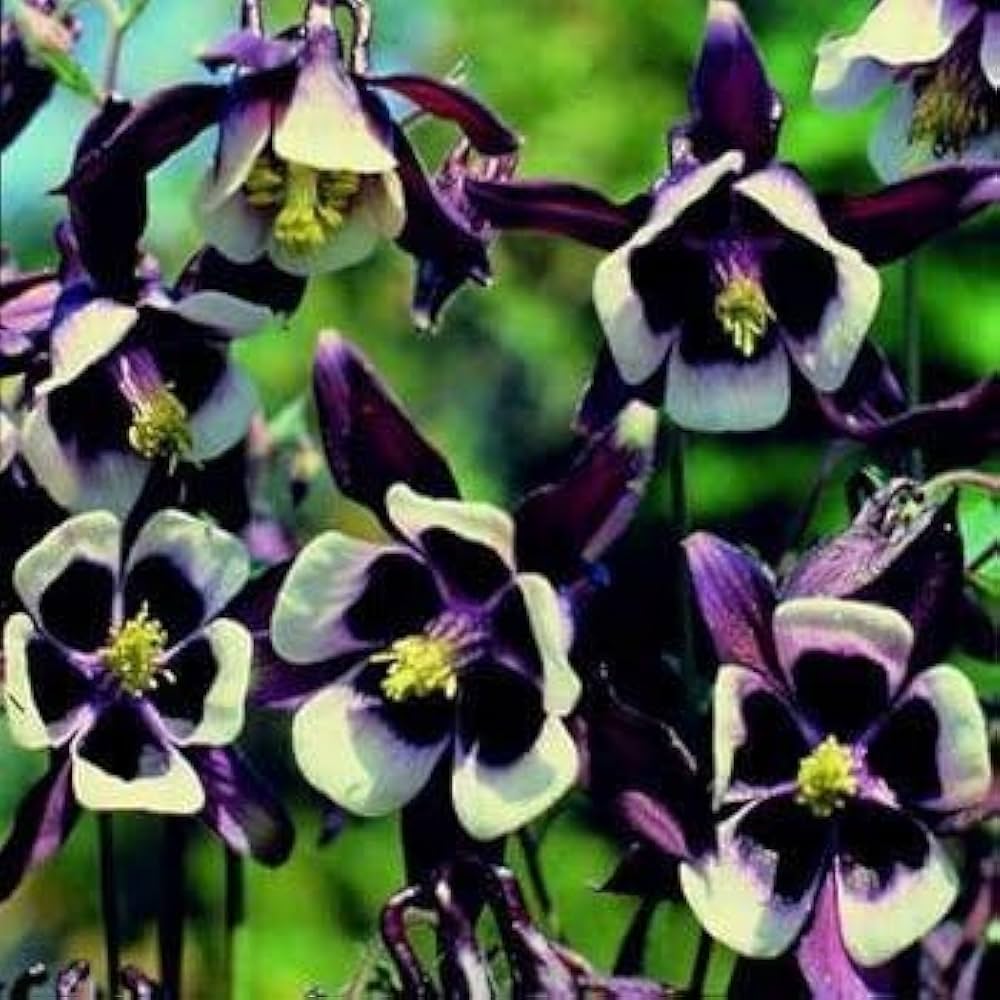 columbine william flower seeds