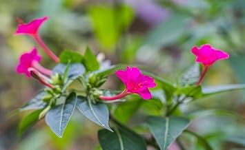 Flower Seeds, Seeds for Planting, Plant Seeds