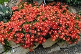 Flower Seeds, Seeds for Planting, Plant Seeds