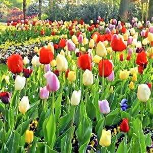 Flower Seeds, Seeds for Planting, Plant Seeds