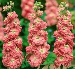 peach matthiola flower seeds