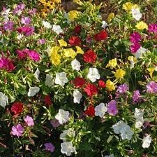 heirloom non flower seeds