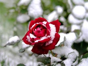 snow rose seeds Organic Light Red Snow Rose Flower Seeds for Planting – Heirloom, Non-GMO,  High Germination Garden Seeds