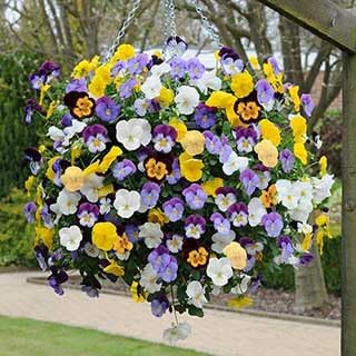 bedding flower flower seeds