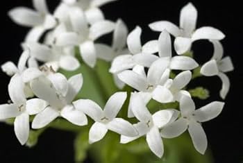 woodruff flower flower seeds