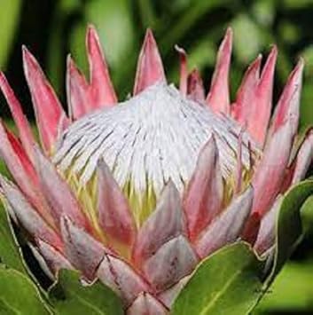 Flower Seeds, Seeds for Planting, Plant Seeds