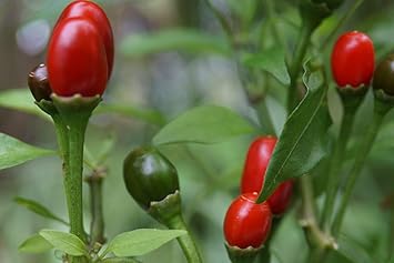 Chiltepin Hot Pepper Seeds for Planting