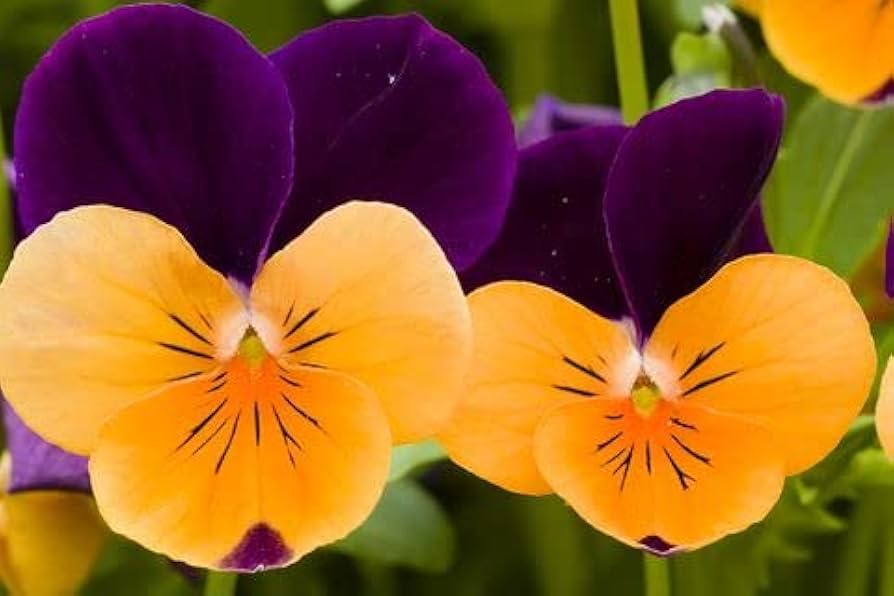 Pansy Flower Seeds for Planting, Violet & Orange, 100 pcs