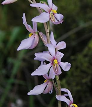 Flower Seeds, Seeds for Planting, Plant Seeds