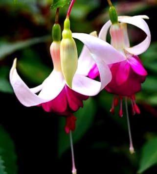 Flower Seeds, Seeds for Planting, Plant Seeds