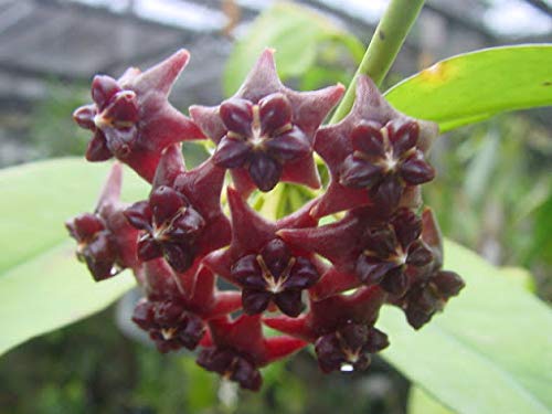 Dark Red Hoya Carnosa Flower Seeds for Planting - 100 pcs