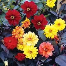 Flower Seeds, Seeds for Planting, Plant Seeds