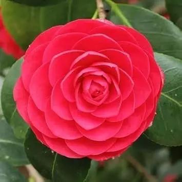 red camellia flower seeds