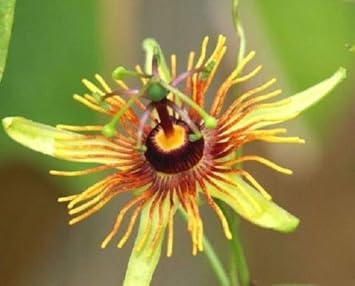 yellow organic flower seeds