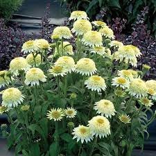 Flower Seeds, Seeds for Planting, Plant Seeds