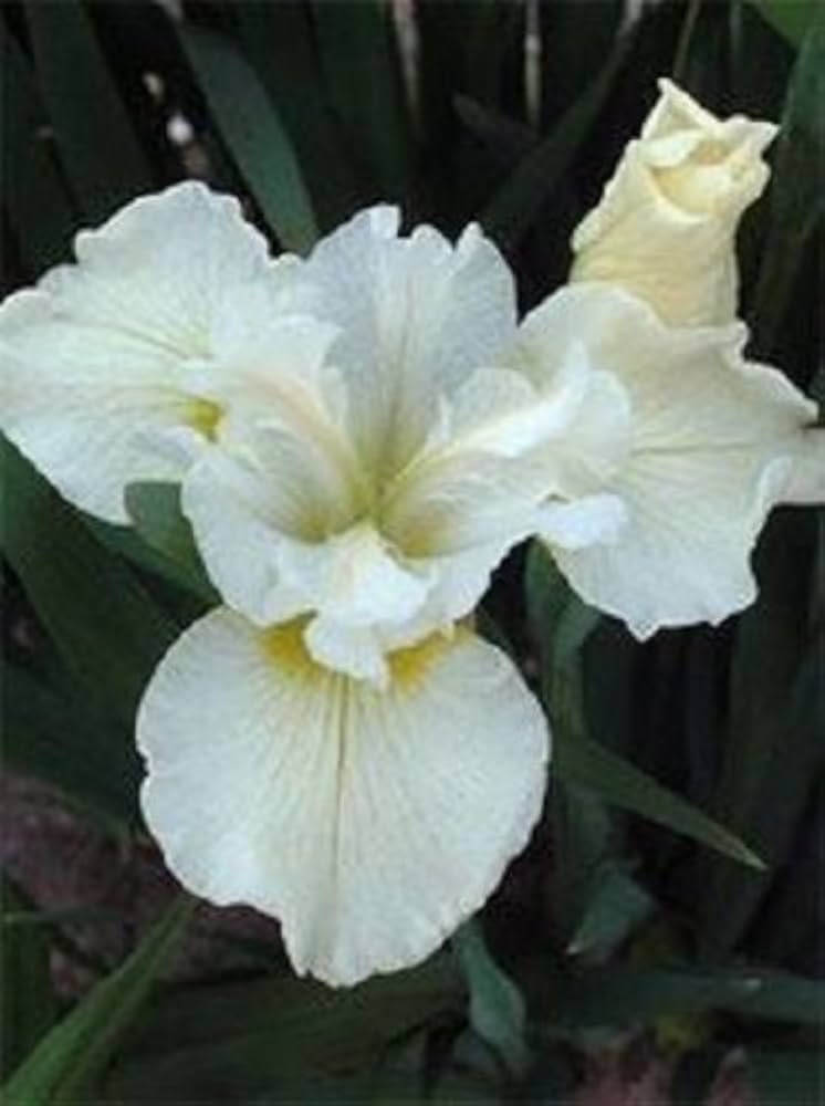 white iris flower seeds