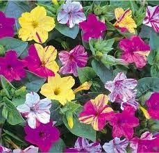 Flower Seeds, Seeds for Planting, Plant Seeds