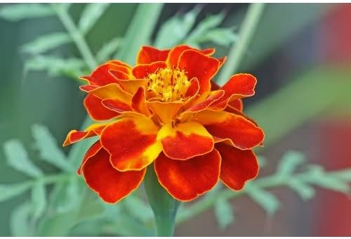 Flower Seeds, Seeds for Planting, Plant Seeds