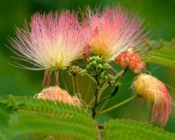 Orange Albizia Flower Seeds for Planting - 100 pcs