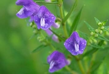 purple scutellaria flower seeds