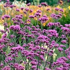 Flower Seeds, Seeds for Planting, Plant Seeds