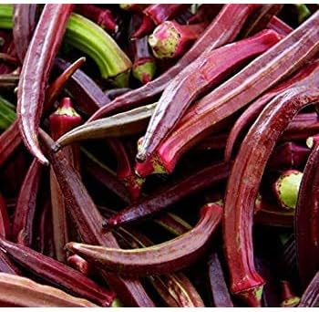 Maroon Red Okra Seeds for Planting