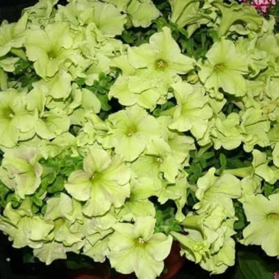 Blue Lime Green Petunia Flower Seeds for Planting - Heirloom, NON-GMO, Easy to Grow Garden Blooms