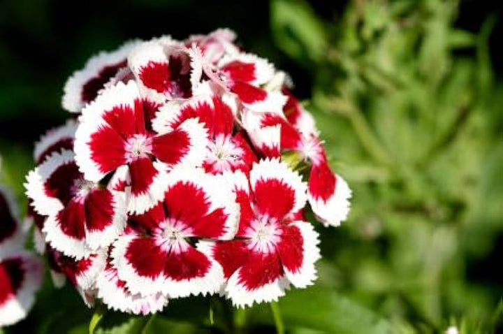 Dianthus Red White Flower Seeds for Planting - 100 pcs