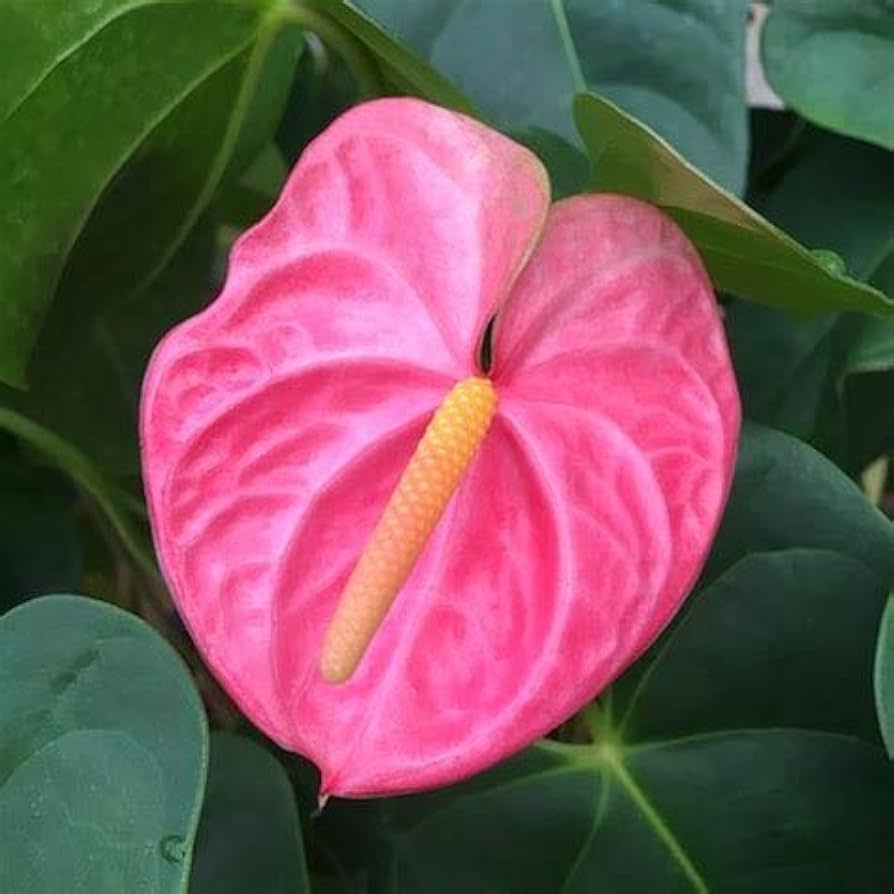 Friske Anthurium Blomsterfrø til Plantning, Pink 100 stk