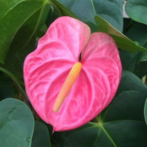 Anthurium Andraeanum Blomsterfrø til Plantning Pink - 100 stk