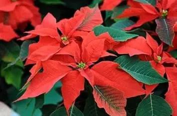 poinsettia plant flower seeds