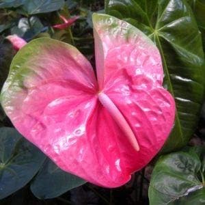 Flower Seeds, Seeds for Planting, Plant Seeds