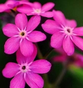 Flower Seeds, Seeds for Planting, Plant Seeds