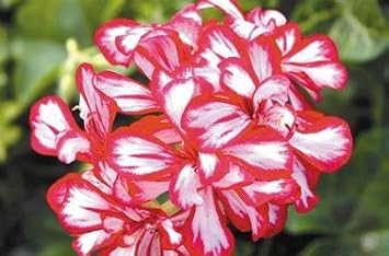 Flower Seeds, Seeds for Planting, Plant Seeds