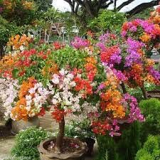 Flower Seeds, Seeds for Planting, Plant Seeds
