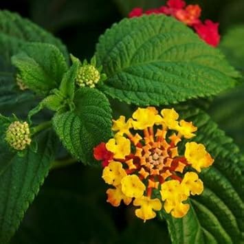 Flower Seeds, Seeds for Planting, Plant Seeds