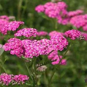 heirloom yarrow flower seeds