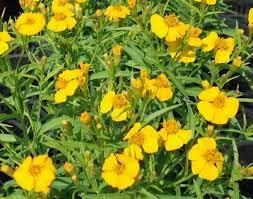 yellow heirloom flower seeds