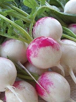 Red Mix Radish Seeds for Planting