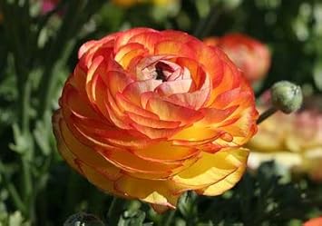 yellow red flower seeds
