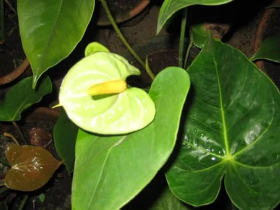 Pista Green Anthurium Flower Seeds for Planting - 100 pcs