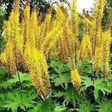 ligularia flower flower seeds