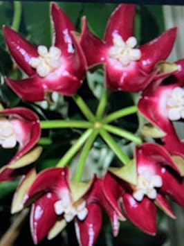 Flower Seeds, Seeds for Planting, Plant Seeds