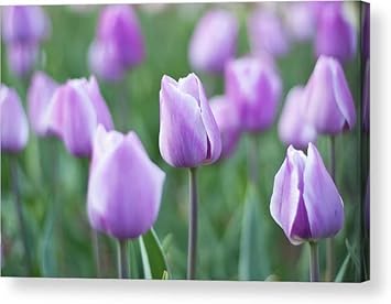 Flower Seeds, Seeds for Planting, Plant Seeds