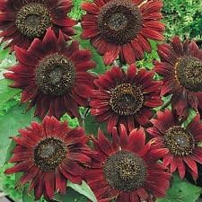 maroon sunflower flower seeds