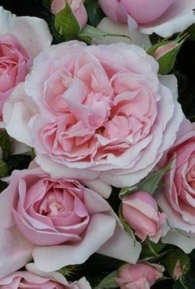 Fresh Osiria Rose Flower Seeds for Planting, Light Pink 100 pcs