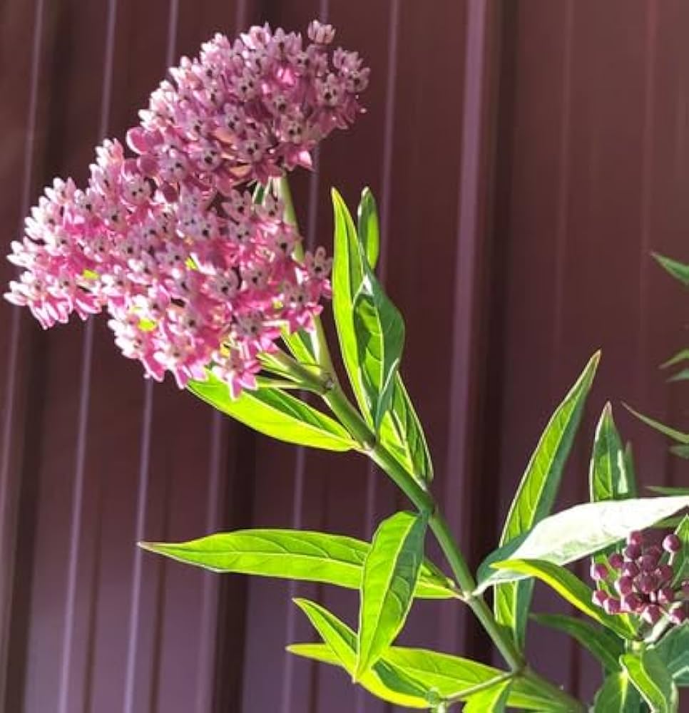 cinderella swamp flower seeds